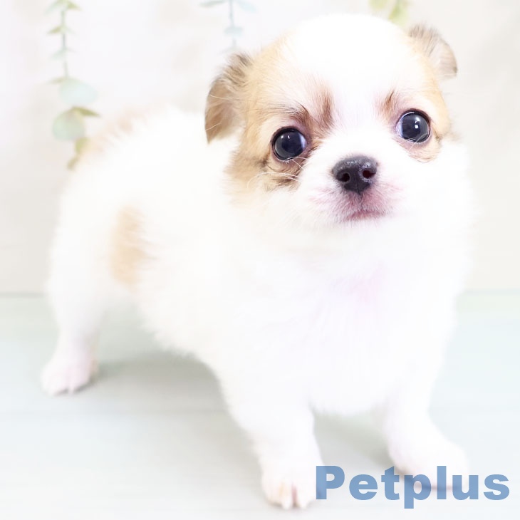 熊本県のチワワ(ロング) (ペットプラス熊本店/2025年2月28日生まれ/男の子/ホワイトフォーン)の子犬