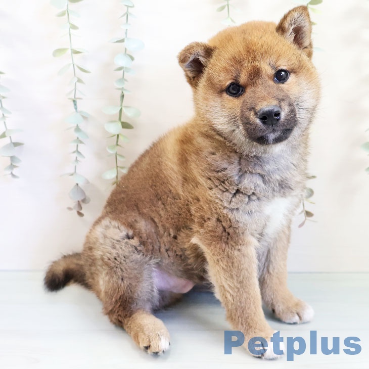 福岡県の柴犬(標準サイズ) (ペットプラス八幡東店/2025年2月23日生まれ/男の子/赤)の子犬