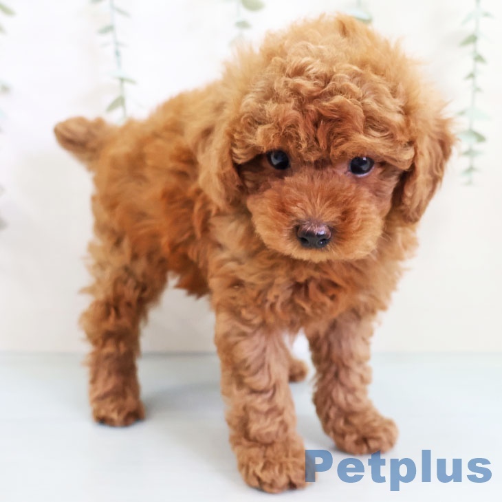 宮崎県のトイプードル(トイ) (ペットプラス宮崎店/2025年3月1日生まれ/男の子/レッド)の子犬