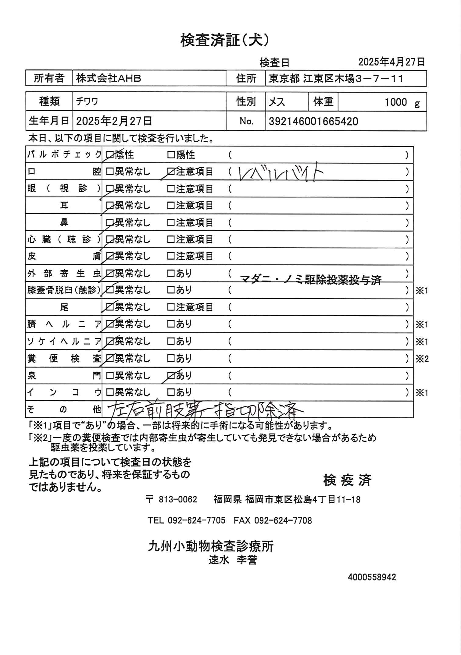 チワワ