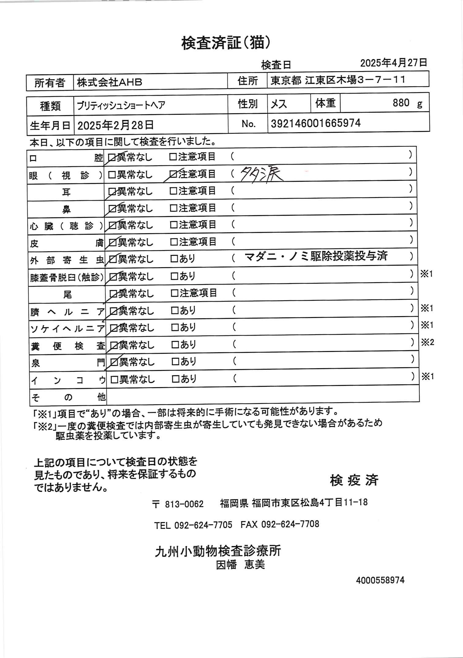 ブリティッシュショートヘア