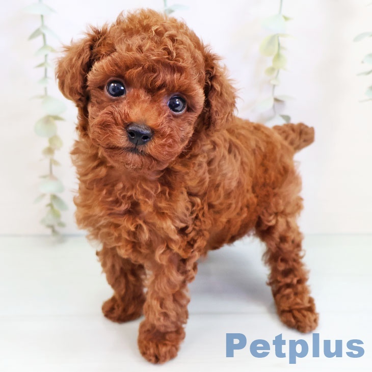宮崎県のトイプードル(トイ) (ペットプラス宮崎店/2025年3月3日生まれ/男の子/レッド)の子犬