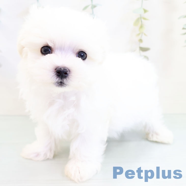福岡県のマルチーズ (ペットプラス八幡東店/2025年3月4日生まれ/男の子/ホワイト)の子犬