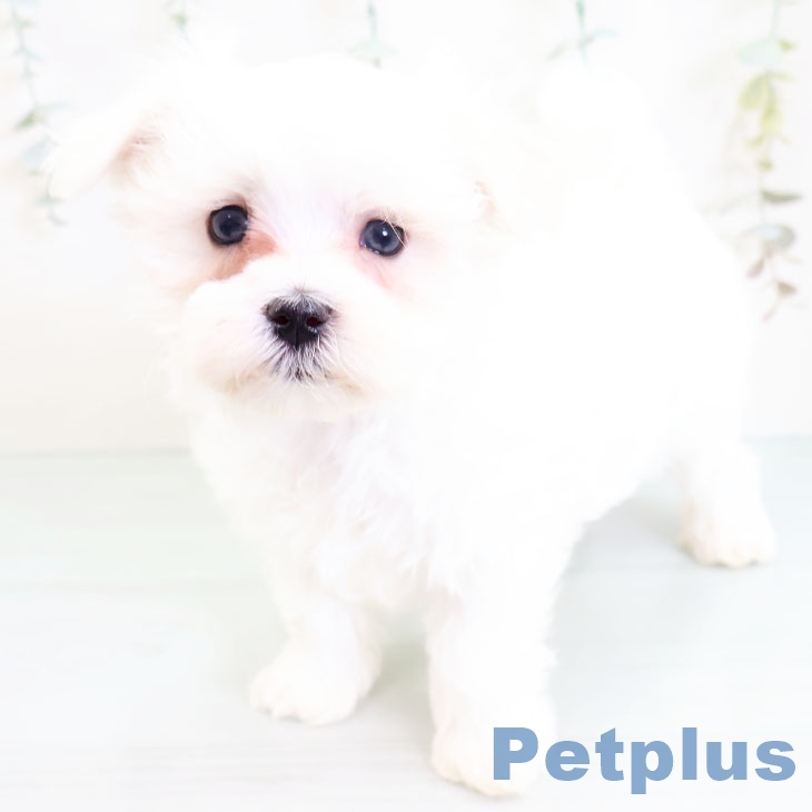 福岡県のマルチーズ (ペットプラス香椎浜店/2025年3月3日生まれ/男の子/ホワイト)の子犬