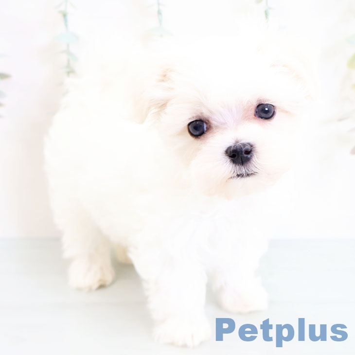 長崎県のマルチーズ (ペットプラス長崎店/2025年3月3日生まれ/女の子/ホワイト)の子犬