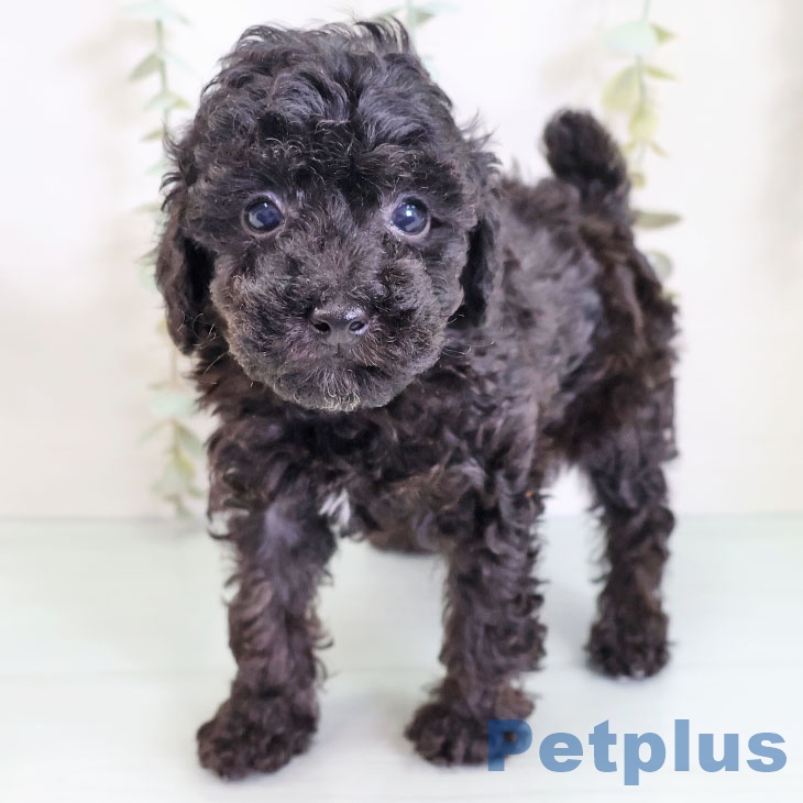 宮崎県のトイプードル(トイ) (ペットプラス宮崎店/2025年3月4日生まれ/男の子/ブラック)の子犬