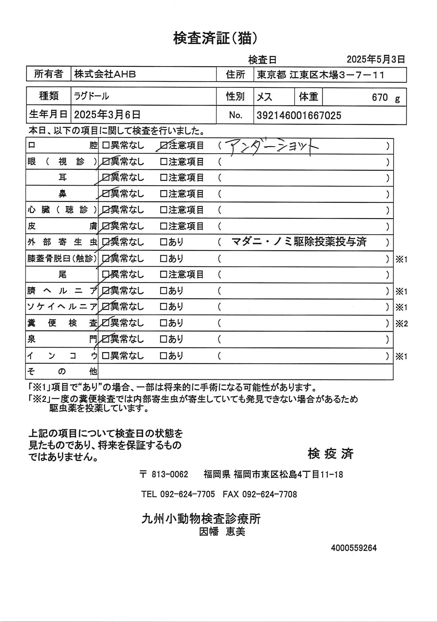 ラグドール