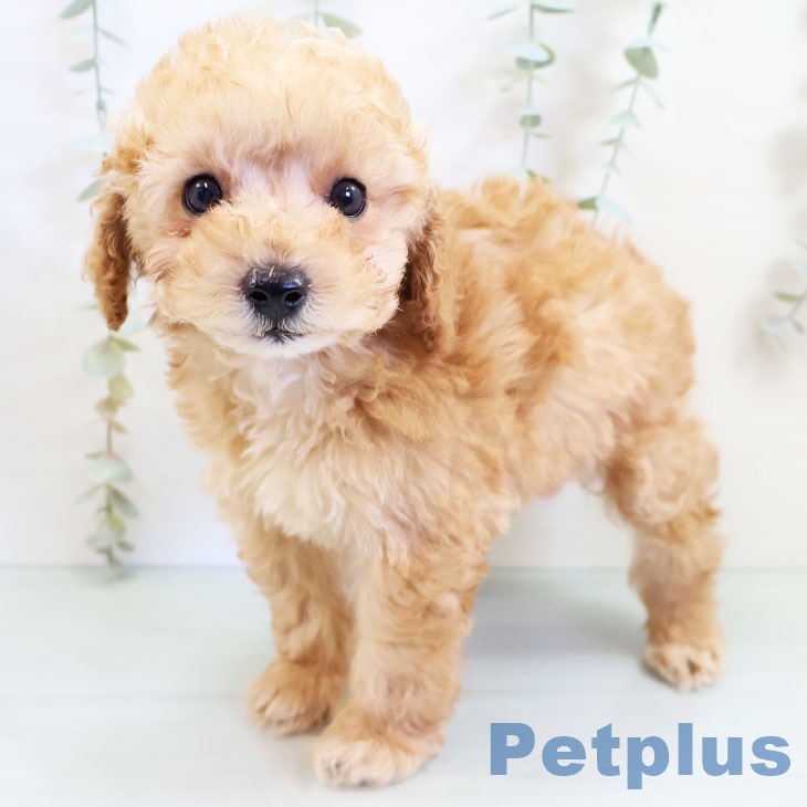 福岡県のトイプードル(トイ) (ペットプラス春日店/2025年3月4日生まれ/男の子/オレンジフォーン)の子犬
