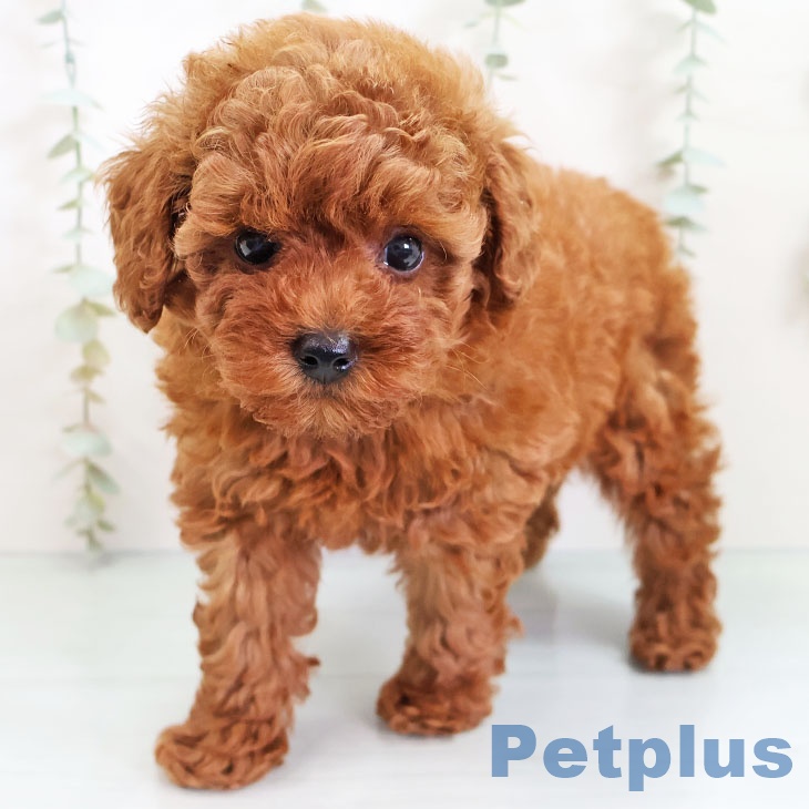 長崎県のトイプードル(トイ) (ペットプラス長崎店/2025年3月7日生まれ/男の子/レッド)の子犬