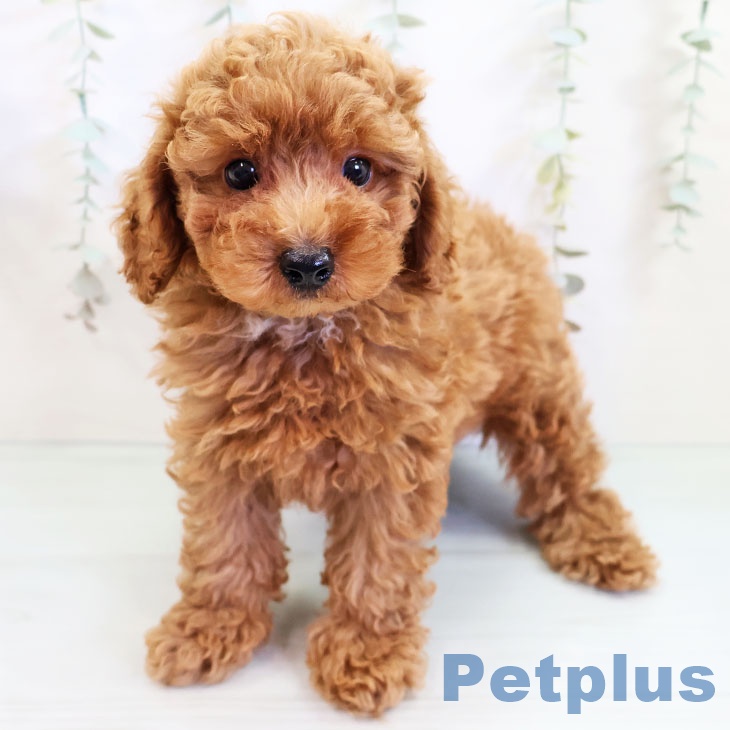 鹿児島県のトイプードル(トイ) (ペットプラス姶良店/2025年3月6日生まれ/男の子/レッド)の子犬