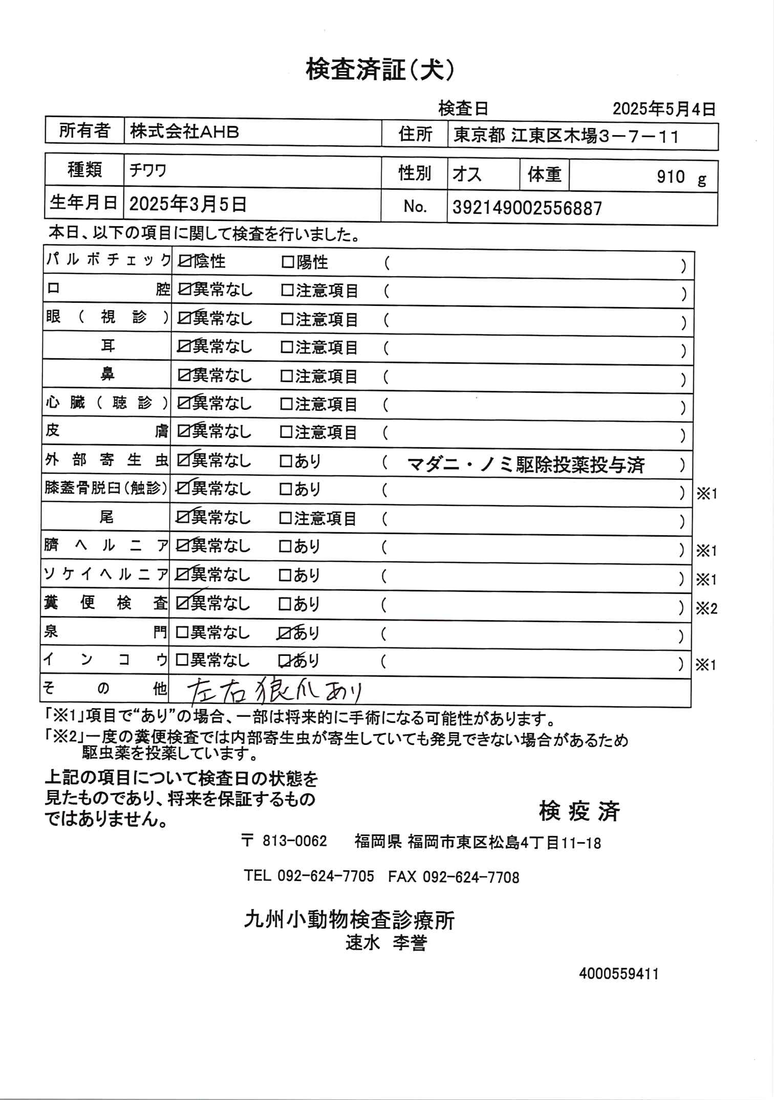 チワワ