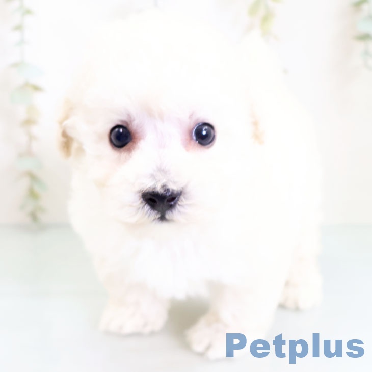 宮崎県のトイプードル(トイ) (ペットプラス宮崎店/2025年3月7日生まれ/女の子/ホワイト)の子犬