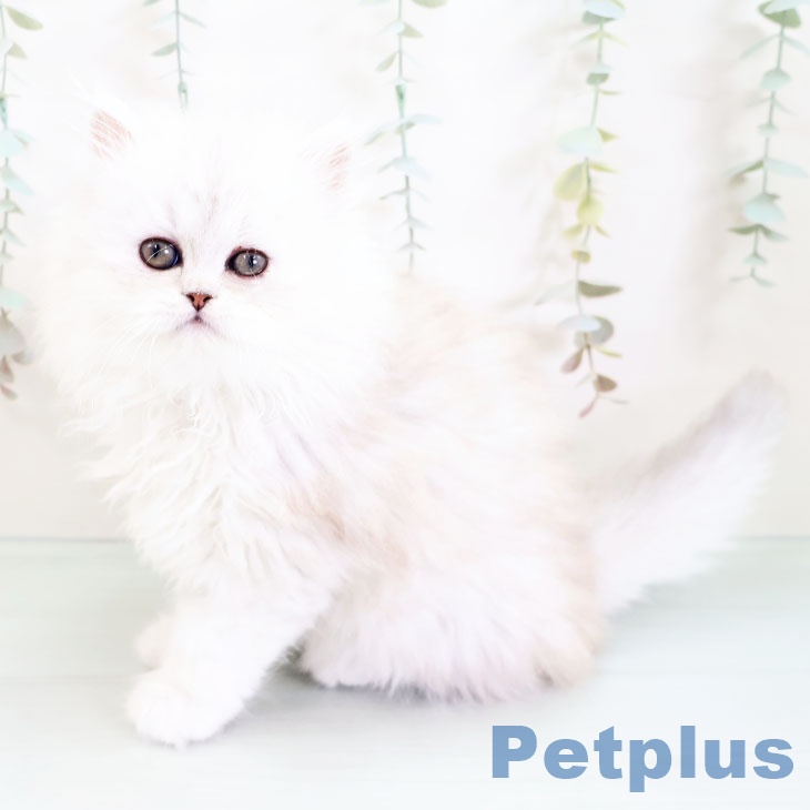 ペルシャ