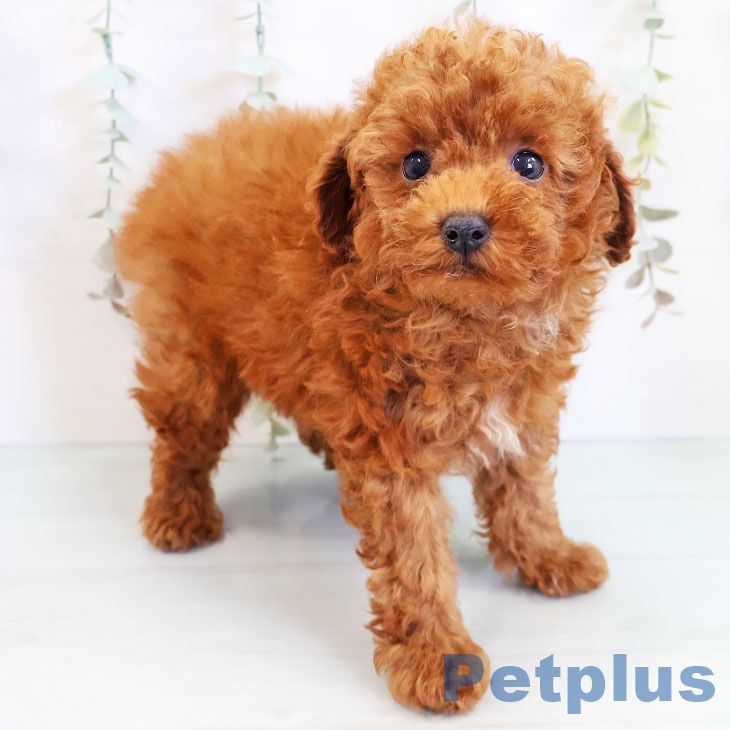熊本県のトイプードル(トイ) (ペットプラス熊本店/2025年3月4日生まれ/男の子/レッド)の子犬