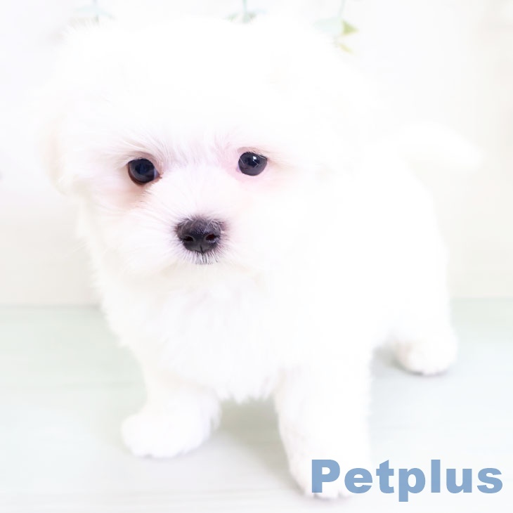 熊本県のマルチーズ (ペットプラス熊本店/2025年3月8日生まれ/男の子/ホワイト)の子犬