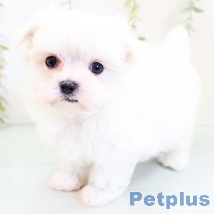 熊本県のマルチーズ (ペットプラス熊本店/2025年3月11日生まれ/男の子/ホワイト)の子犬