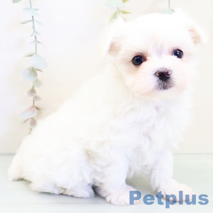 福岡県のマルチーズ (ペットプラス福岡店/2025年3月11日生まれ/女の子/ホワイト)の子犬