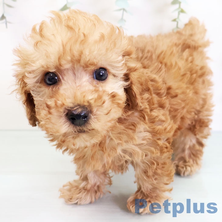 長崎県のトイプードル(トイ) (ペットプラス長崎店/2025年3月14日生まれ/男の子/レッド)の子犬