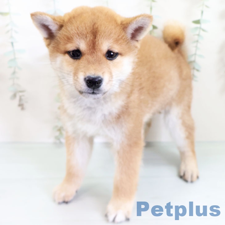 福岡県の柴犬(標準サイズ) (ペットプラスららぽーと福岡店/2025年3月10日生まれ/男の子/赤)の子犬