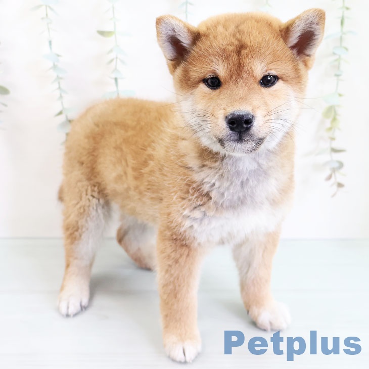 福岡県の柴犬(標準サイズ) (ペットプラス八幡東店/2025年3月10日生まれ/男の子/赤)の子犬