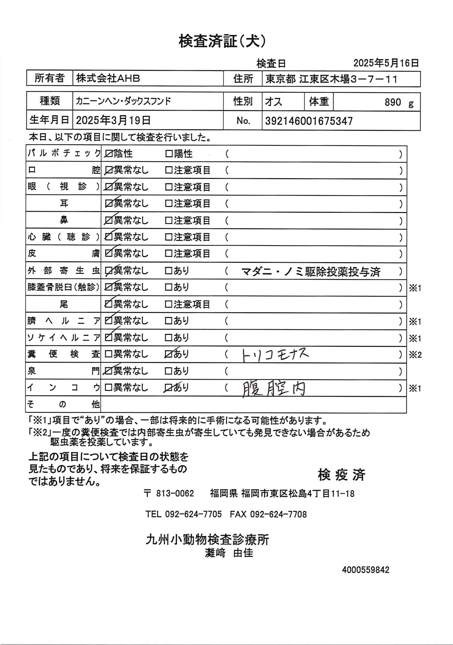 カニーンヘン・ダックスフンド