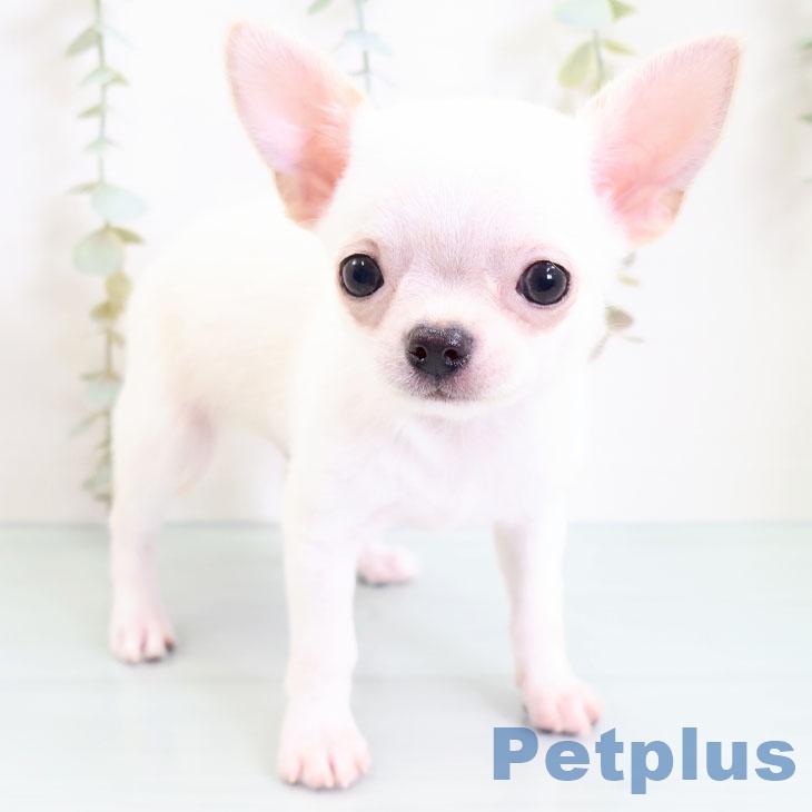 長崎県のチワワ(ロング) (ペットプラス長崎店/2025年3月22日生まれ/男の子/クリーム)の子犬
