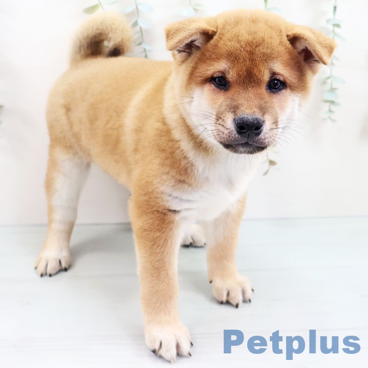 福岡県の柴犬(標準サイズ) (ペットプラスららぽーと福岡店/2025年3月24日生まれ/男の子/赤)の子犬