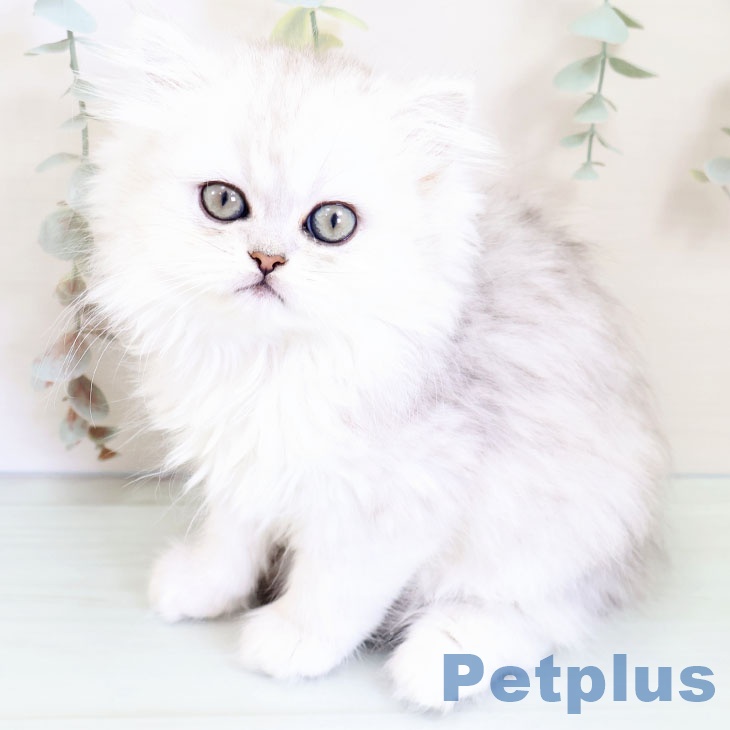 ペルシャ