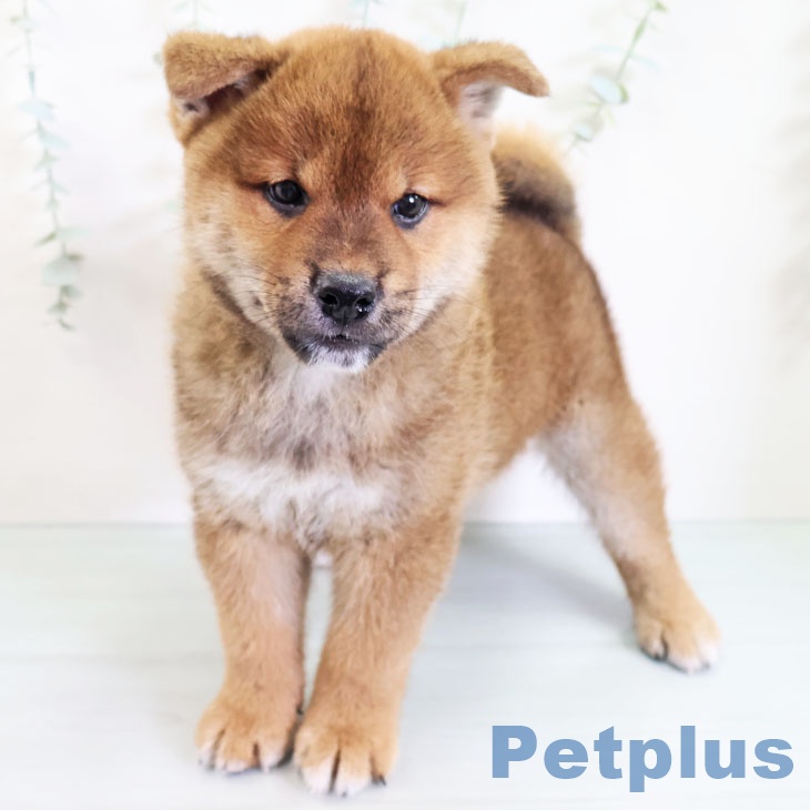 福岡県の柴犬(標準サイズ) (ペットプラス春日店/2025年3月26日生まれ/男の子/赤)の子犬