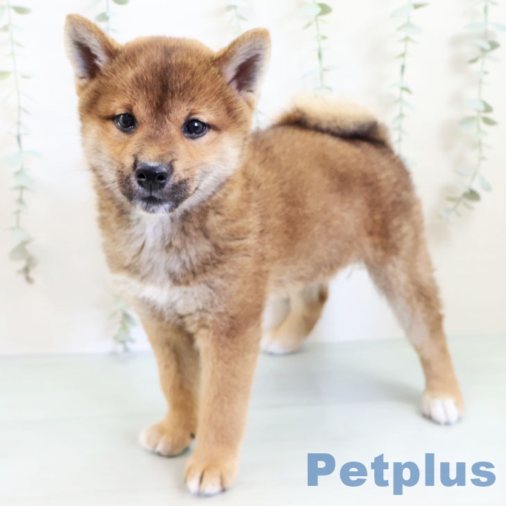 沖縄県の柴犬(標準サイズ) (ペットプラス沖縄ライカム店/2025年3月26日生まれ/女の子/赤)の子犬