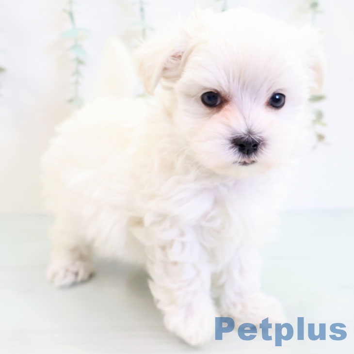 群馬県のマルチーズ (ペットプラス前橋店/2025年4月1日生まれ/男の子/ホワイト)の子犬