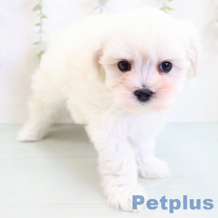 群馬県のマルチーズ (ペットプラスイオンモール太田店/2025年4月1日生まれ/女の子/ホワイト)の子犬
