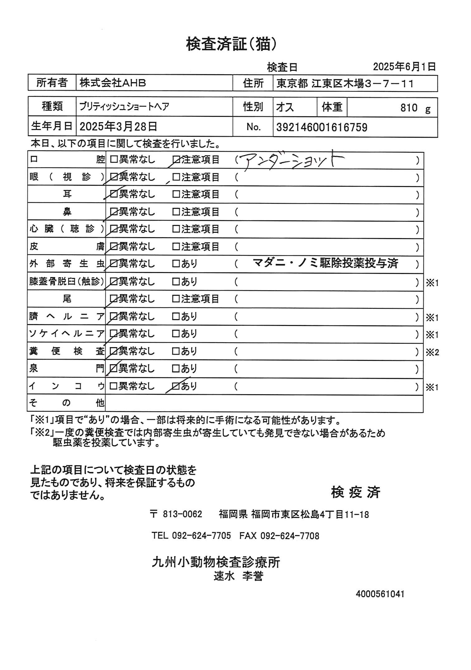 ブリティッシュショートヘア