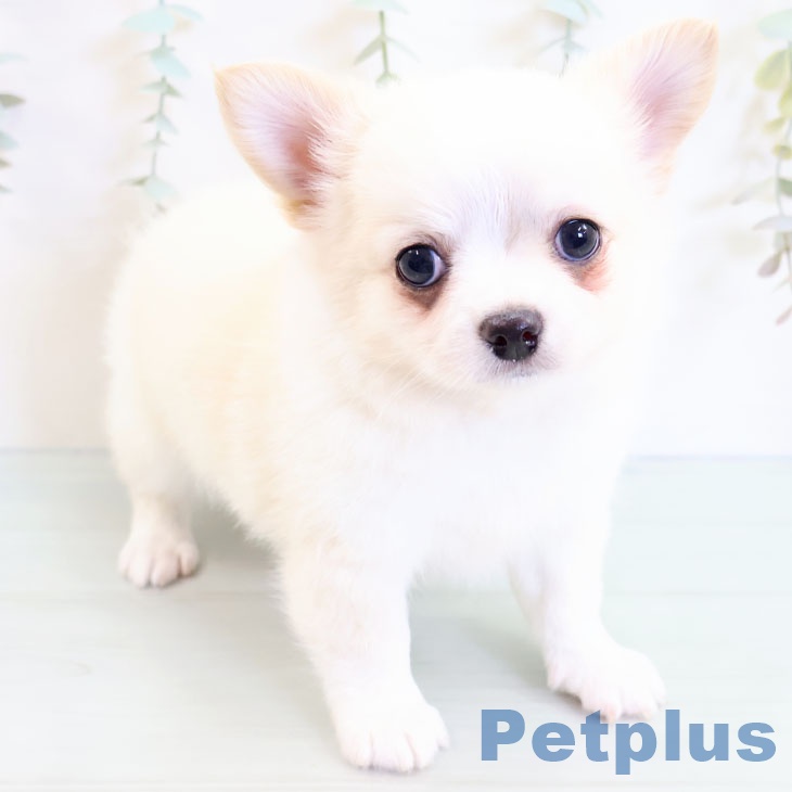 宮崎県のチワワ(ロング) (ペットプラス宮崎店/2025年4月3日生まれ/男の子/クリーム)の子犬