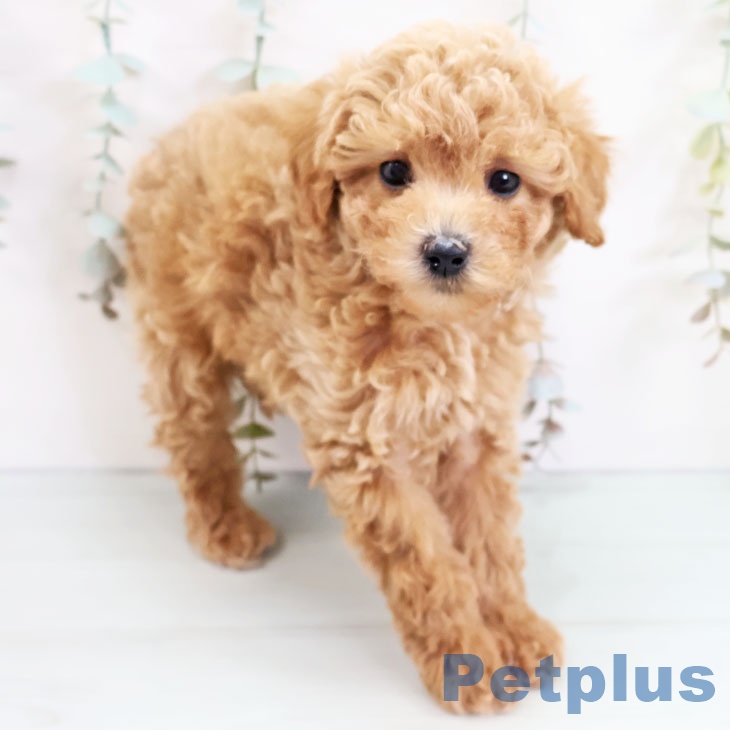 熊本県のトイプードル(トイ) (ペットプラス熊本店/2025年4月11日生まれ/男の子/レッド)の子犬