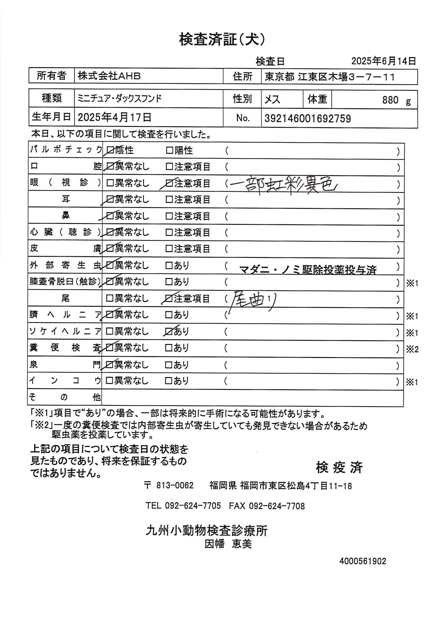 ミニチュア・ダックスフンド