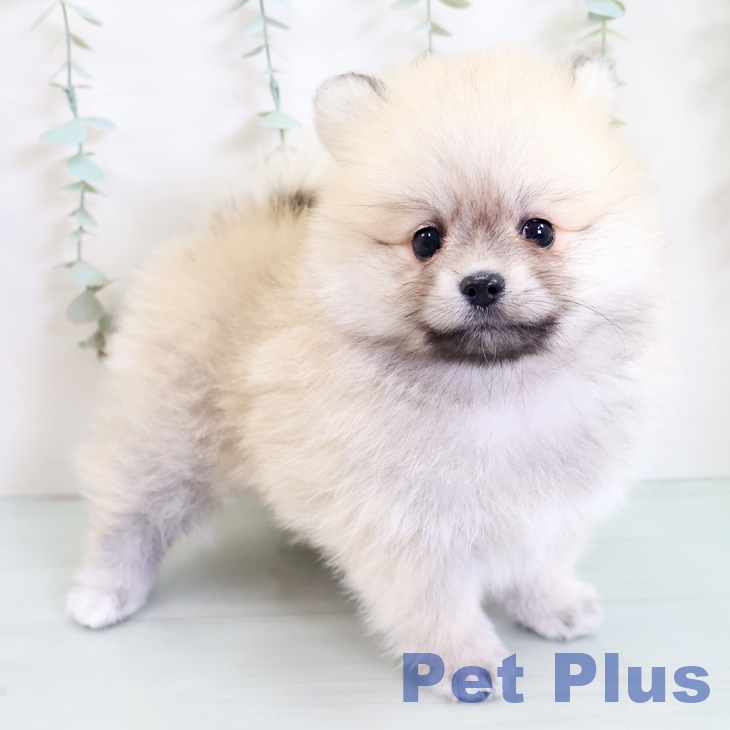福岡県のポメラニアン (ペットプラス春日店/2025年4月23日生まれ/男の子/ウルフセーブル)の子犬