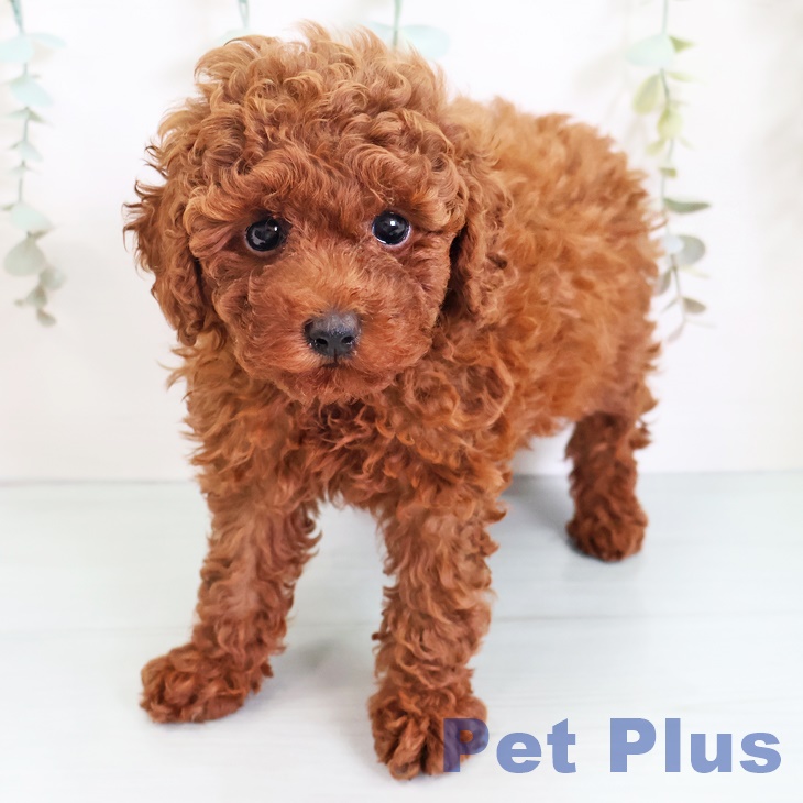三重県のトイプードル(トイ) (ペットプラス津南店/2025年4月22日生まれ/女の子/レッド)の子犬