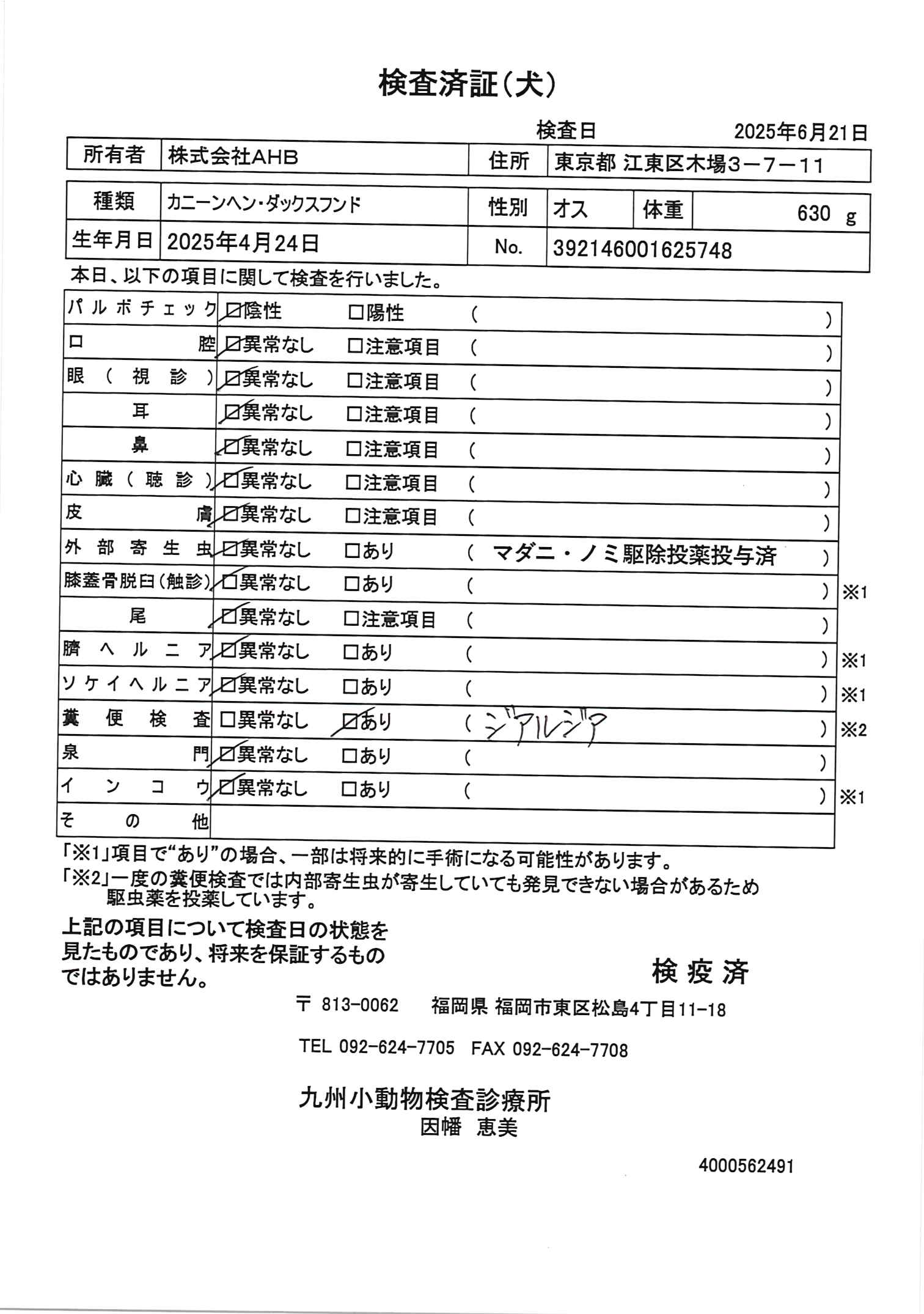 カニーンヘン・ダックスフンド