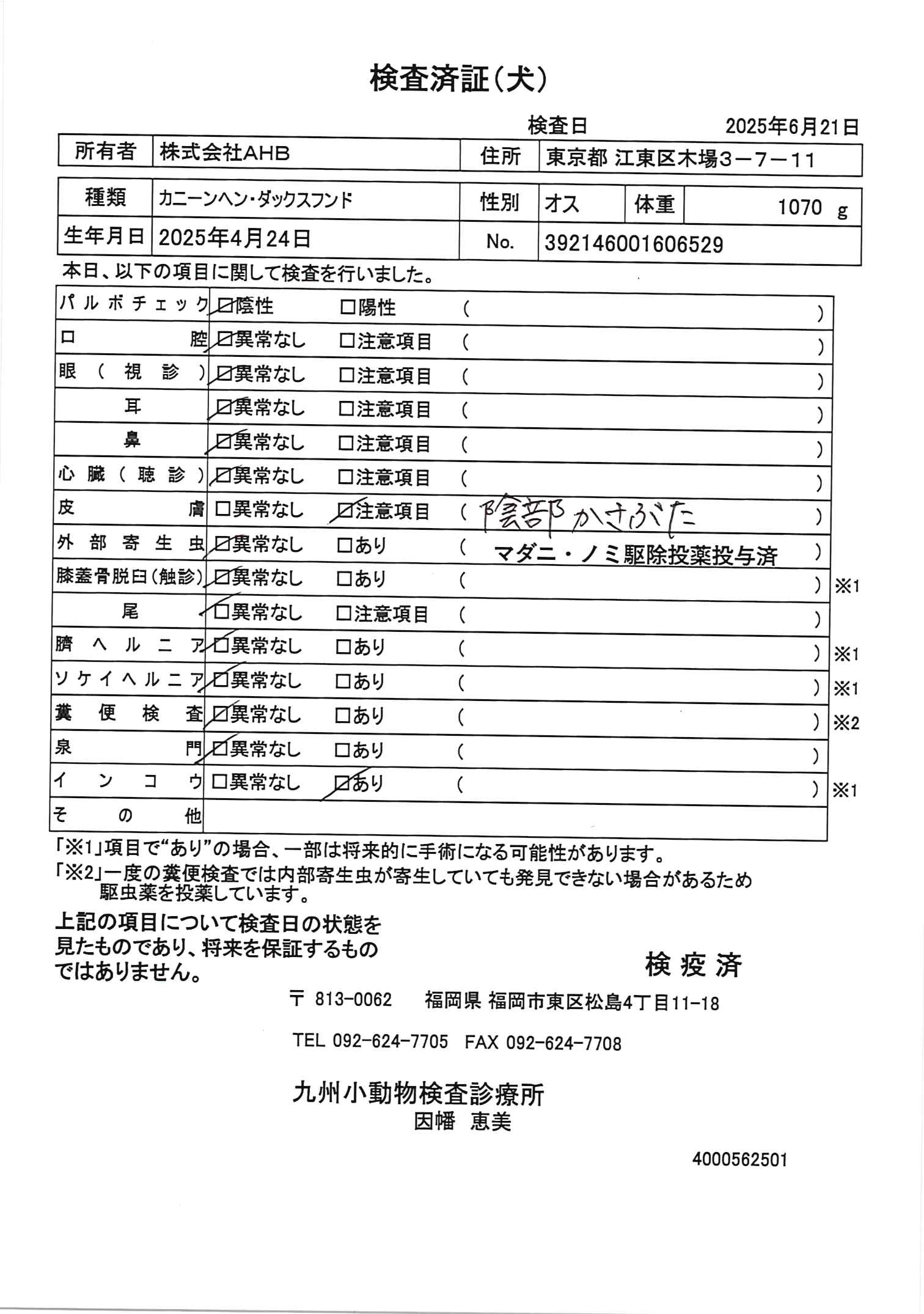 カニーンヘン・ダックスフンド