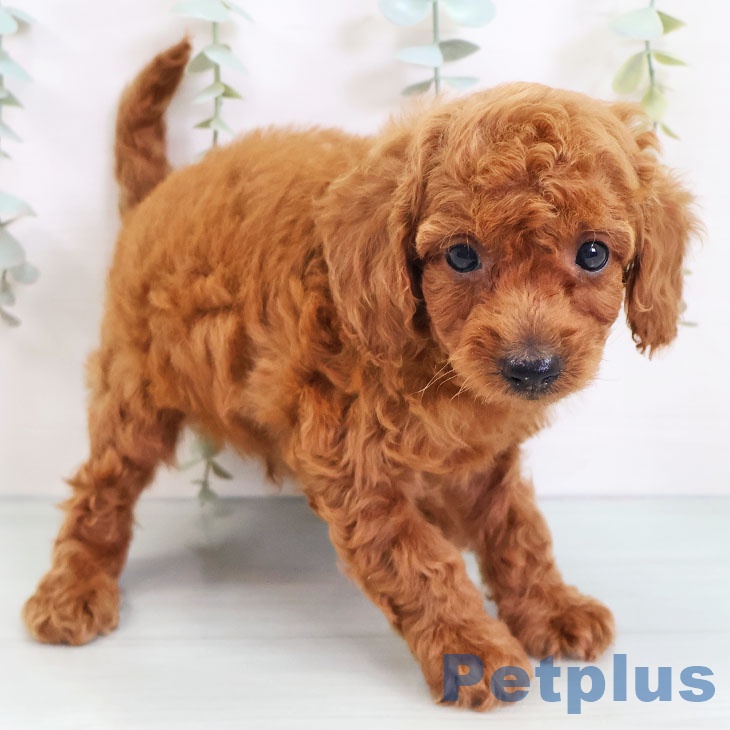 三重県のトイプードル(トイ) (ペットプラス東員店/2025年4月24日生まれ/男の子/レッド)の子犬