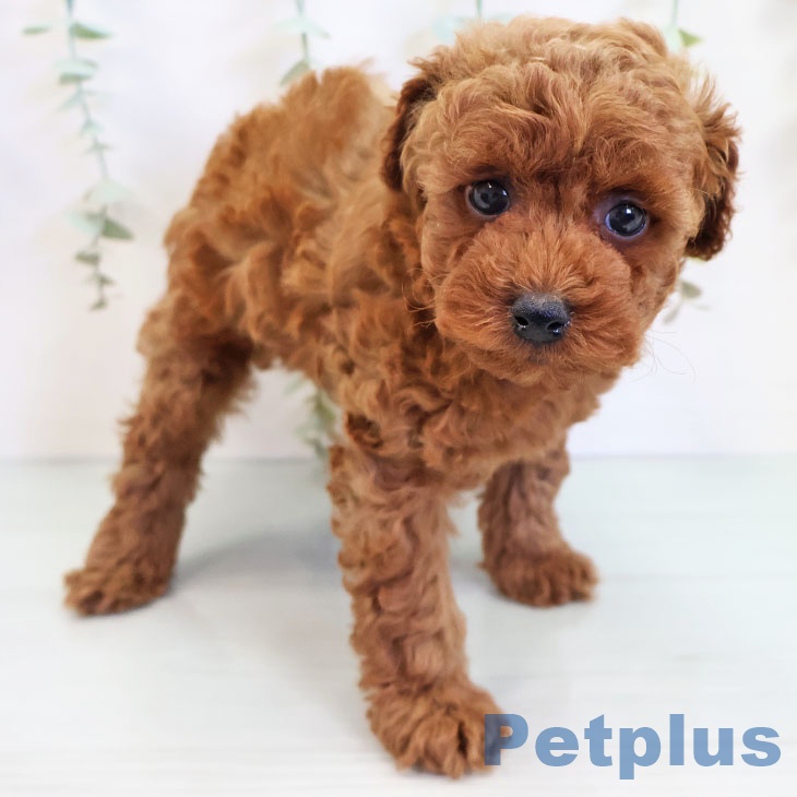 福岡県のトイプードル(トイ) (ペットプラス福岡店/2025年4月25日生まれ/男の子/レッド)の子犬
