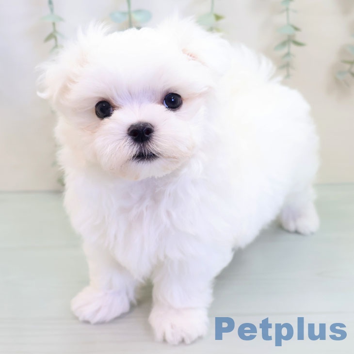 岩手県のマルチーズ (ペットプラス盛岡南店/2025年4月30日生まれ/男の子/ホワイト)の子犬