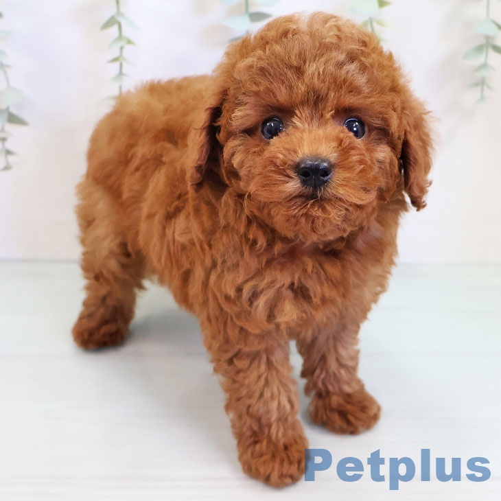 福岡県のトイプードル(トイ) (ペットプラス福岡店/2025年4月27日生まれ/女の子/レッド)の子犬