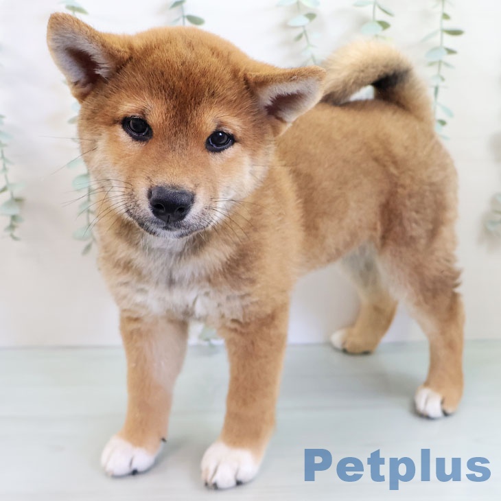 福岡県の柴犬(標準サイズ) (ペットプラス八幡東店/2025年4月27日生まれ/女の子/赤)の子犬の1枚目の画像