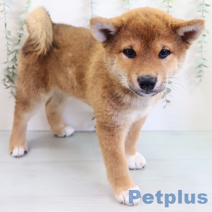 福岡県の柴犬(標準サイズ) (ペットプラス八幡東店/2025年4月27日生まれ/女の子/赤)の子犬の2枚目の画像