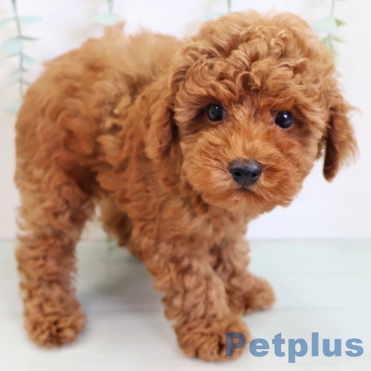 熊本県のトイプードル(トイ) (ペットプラス熊本店/2025年5月3日生まれ/男の子/レッド)の子犬の1枚目の画像