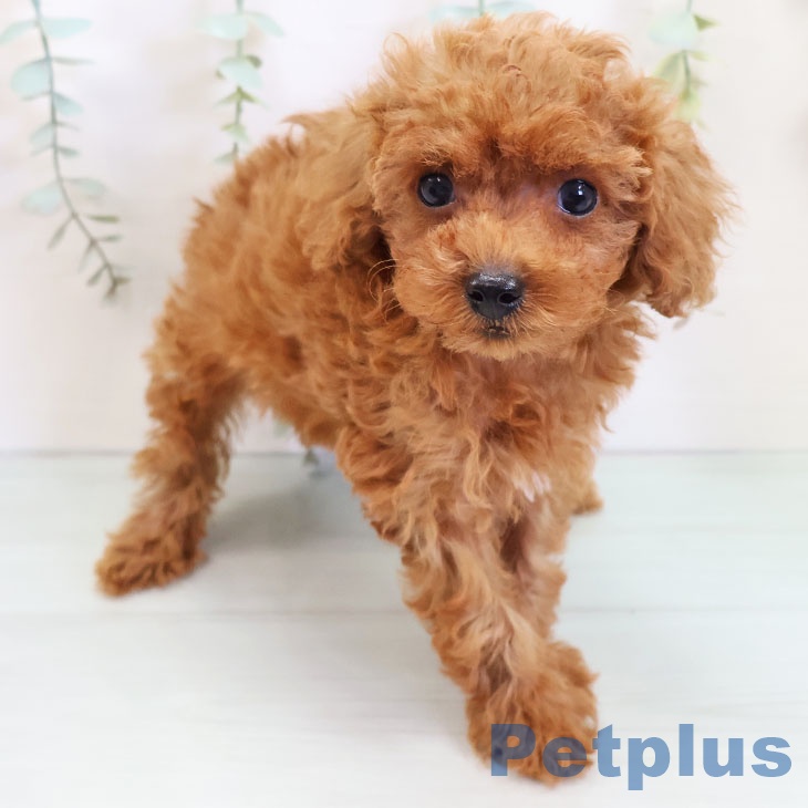 宮崎県のトイプードル(トイ) (ペットプラス宮崎店/2025年5月7日生まれ/女の子/レッド)の子犬の1枚目の画像