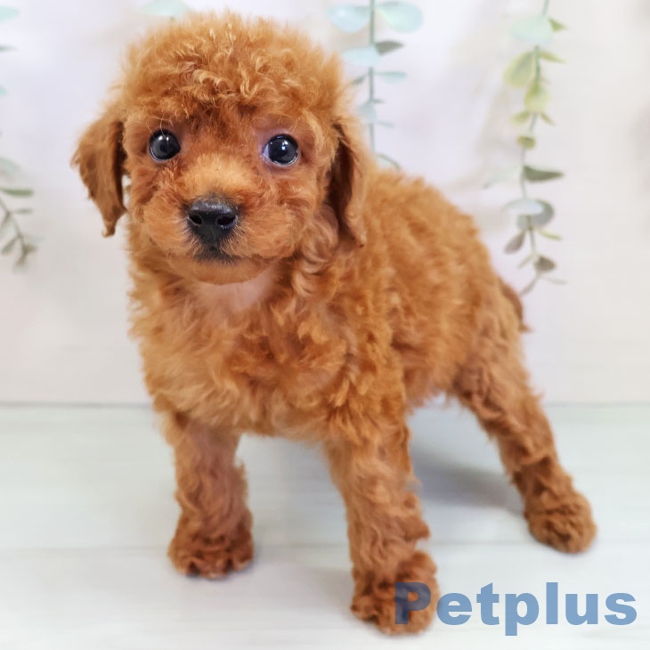 福岡県のトイプードル(トイ) (ペットプラス福岡店/2025年5月9日生まれ/男の子/レッド)の子犬