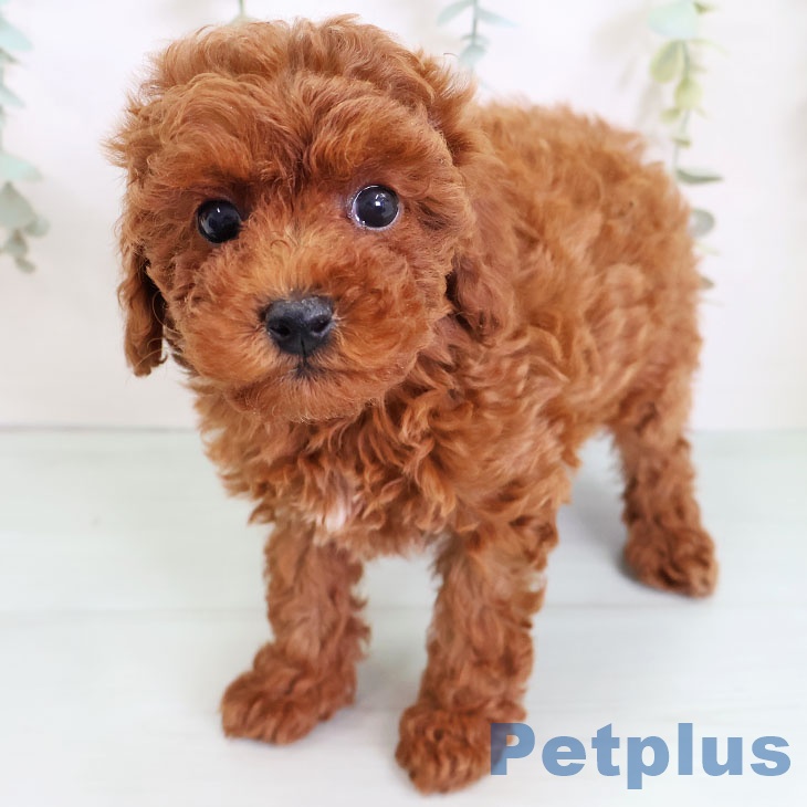 長崎県のトイプードル(トイ) (ペットプラス長崎店/2025年5月13日生まれ/女の子/レッド)の子犬
